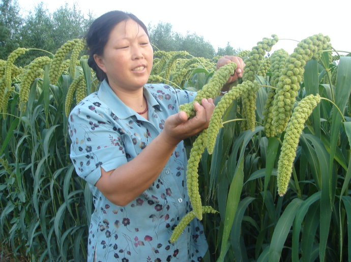不毛之地变良田,不毛之地变成高产田