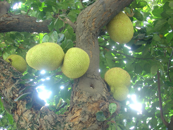 菠萝蜜为什么叫千刀砍,菠萝蜜为什么要挨几刀才结果