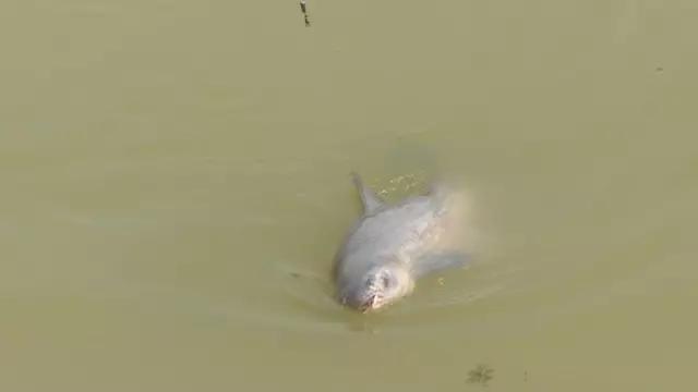 最简单的大青鱼做法,小青鱼多怎样才能钓大青鱼