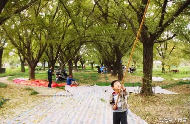 美梅的梦想｜世界最古老植物的馈赠——泰兴银杏