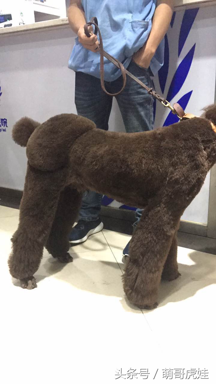 主人给大贵宾剪了个奇葩的新造型，自带屁垫儿，便便时好像穿着小裤裤