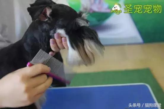 宠物美容需要什么基础知识呢,宠物美容师容易得的病