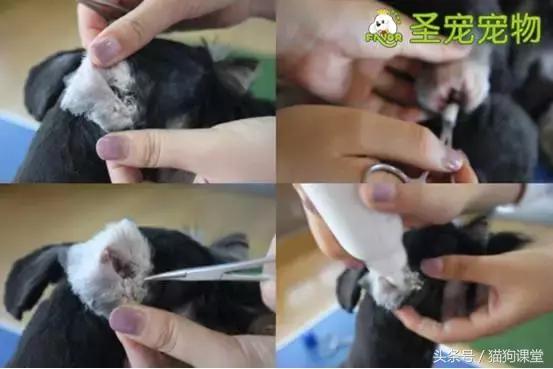 宠物美容需要什么基础知识呢,宠物美容师容易得的病