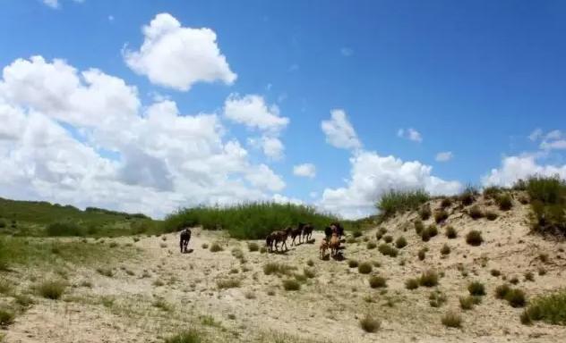 特工皇妃楚乔传哪里播,特工皇妃楚乔传古装