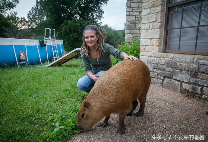 人工饲养大老鼠,农村小伙家里养了一只大老鼠