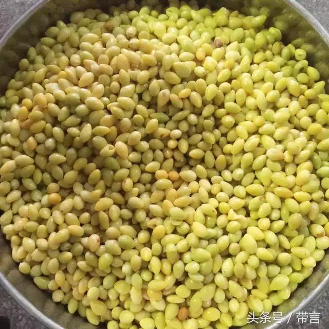 美梅的梦想｜世界最古老植物的馈赠——泰兴银杏