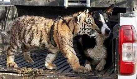 边牧宠物猫,边牧犬和卷毛猫