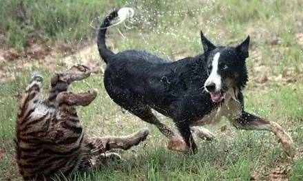 边牧宠物猫,边牧犬和卷毛猫