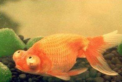 办公室鱼缸养金鱼关注事项,养鱼池里的金鱼儿怎么喂食