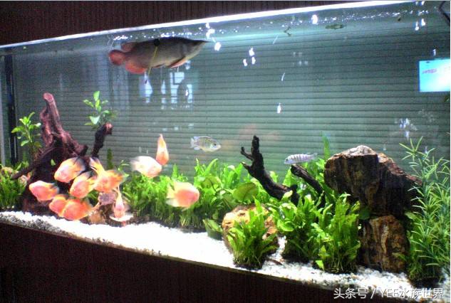 鱼缸不是特别清澈,鱼缸是不是越简单越好