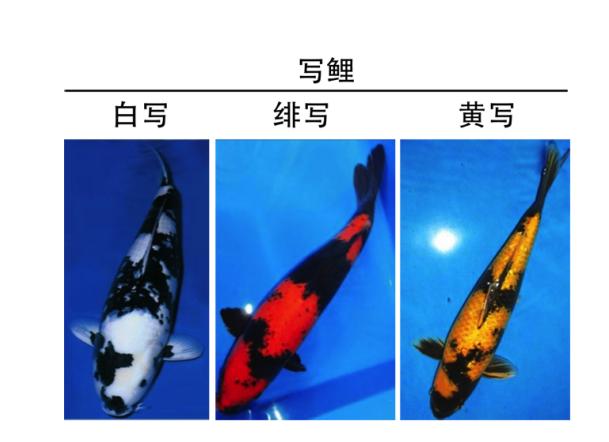 锦鲤是属于淡水鱼还是海鱼,锦鲤是中国还是日本的