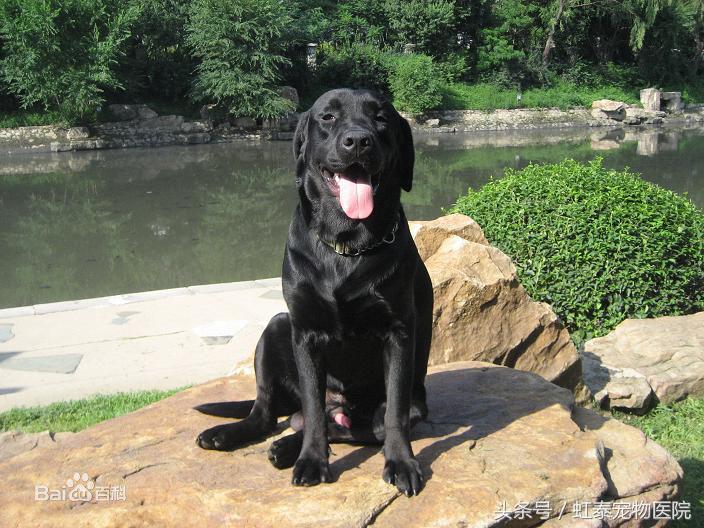 养拉布拉多怎么防止拆家和卫生,为什么不介意新手养拉布拉多