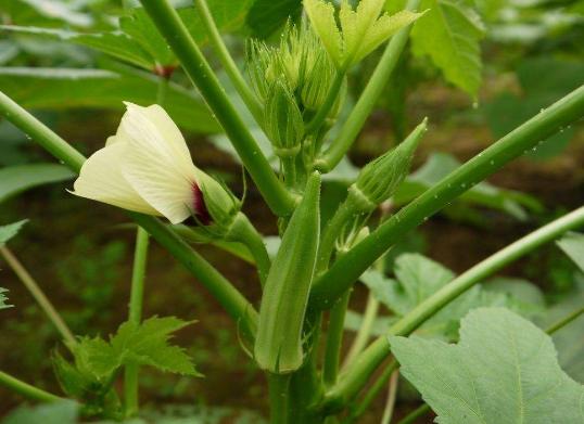 妞嶇墿鐣屼簰鐩搁櫔浼寸殑妞嶇墿,妞嶇墿鐣岀殑濂芥湅鍙嬫湁鍝簺