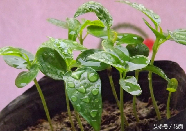 丢弃的百香果,百香果籽直接扔土里种吗