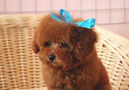 狗狗拉稀带血但精神很好怎么用药,两个月大的狗狗拉稀带血怎么办呢