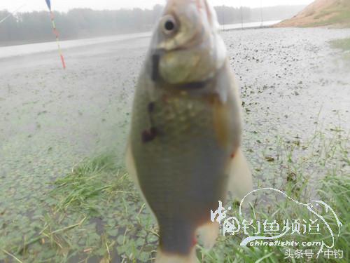 闷热缺氧鱼上浮不开口怎么钓,闷热鱼难钓为什么午时鱼难钓