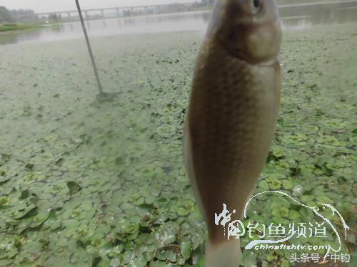 闷热缺氧鱼上浮不开口怎么钓,闷热鱼难钓为什么午时鱼难钓