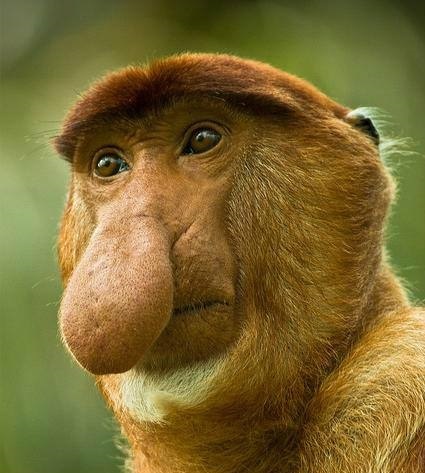 长鼻子的匹诺曹原文,长鼻子的匹诺曹图片