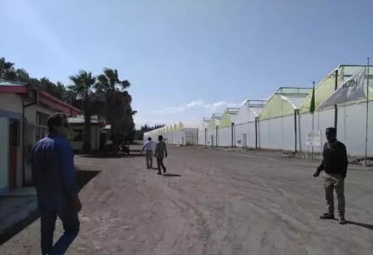 亚洲最大玫瑰花基地,世界最大玫瑰种植基地