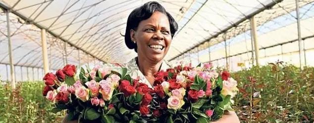 亚洲最大玫瑰花基地,世界最大玫瑰种植基地