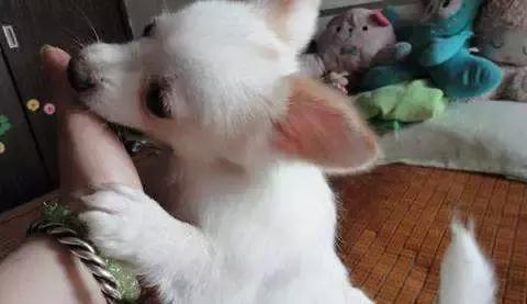 被猫狗咬伤没出血,被狗咬出血了一定要打狂犬疫苗吗