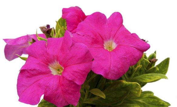 妞嶇墿鐣屼簰鐩搁櫔浼寸殑妞嶇墿,妞嶇墿鐣岀殑濂芥湅鍙嬫湁鍝簺