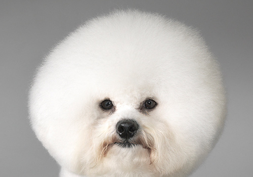 狗狗拉稀带血但精神很好怎么用药,两个月大的狗狗拉稀带血怎么办呢