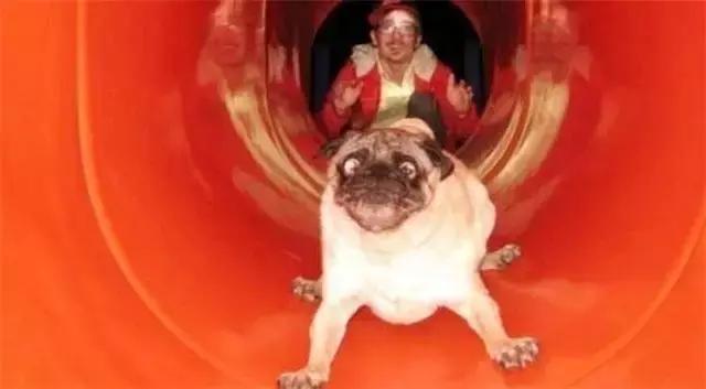 巴哥委屈吗,巴哥眼里泪汪汪的怎么回事