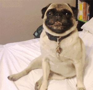 巴哥委屈吗,巴哥眼里泪汪汪的怎么回事