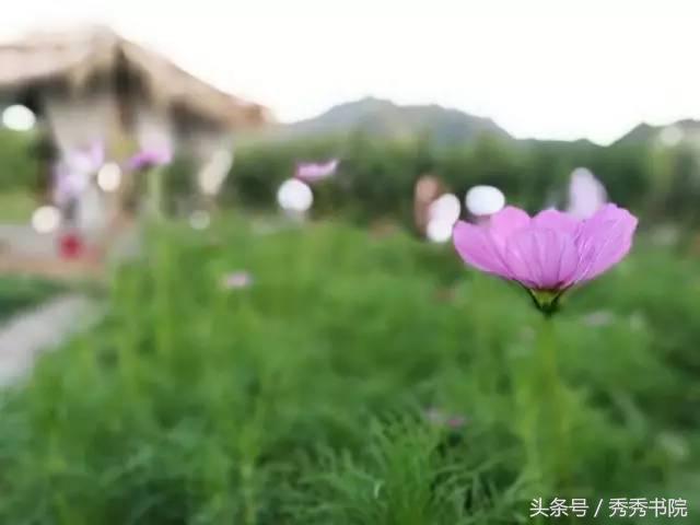 茅檐低小，溪边青草亦听书