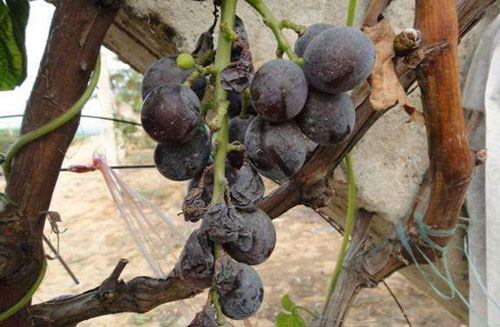 葡萄转色期怎么防溃疡,葡萄转色期防止落果的方法