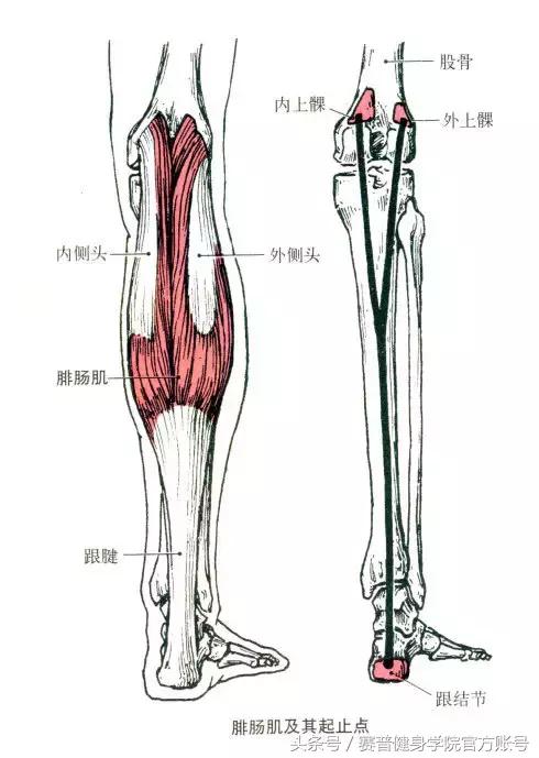 无器械训练小腿十个最佳动作,训练小腿最好的方法