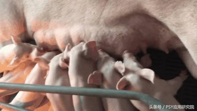 母猪存在问题怎么办,母猪泌乳是什么