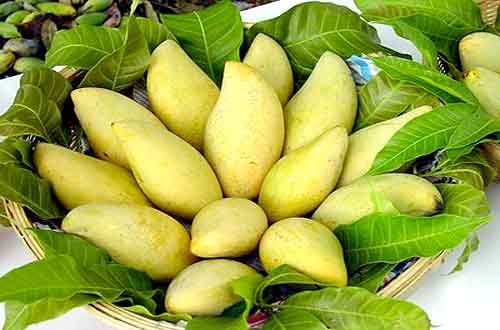 越南水果分布图,越南有名的水果有哪些