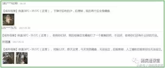 母猪断奶后瘫痪是什么原因,母猪产前产后瘫痪怎么治疗