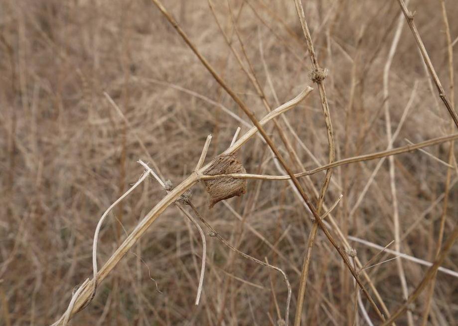 虫子的寿命,农村最常见的十大虫子都叫啥名