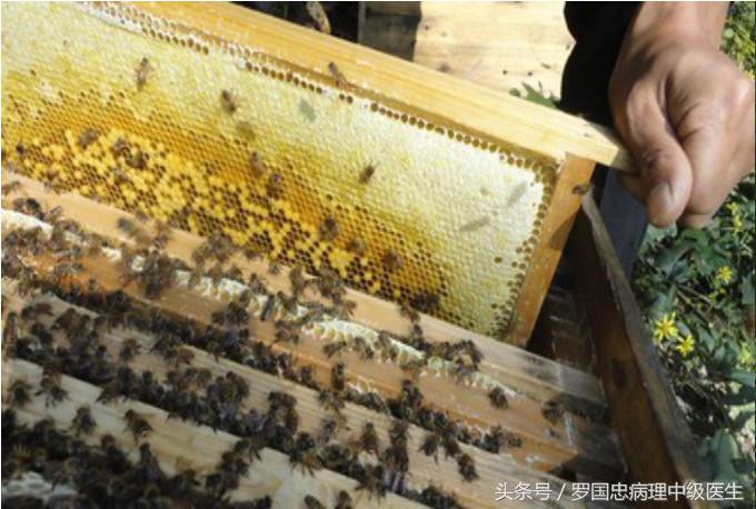 怎么选购真正的、纯正的蜂蜜90%的人不知道技巧，在这里具有多年经验的真正的深山养蜂资深专家详细告诉你