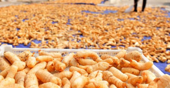 甘肃农民的创业经历,甘肃致富经养鸡