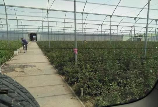 亚洲最大玫瑰花基地,世界最大玫瑰种植基地