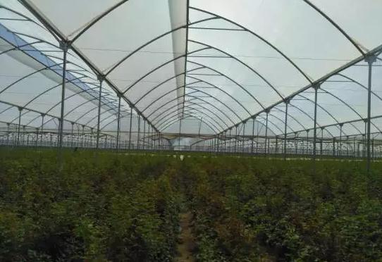 亚洲最大玫瑰花基地,世界最大玫瑰种植基地