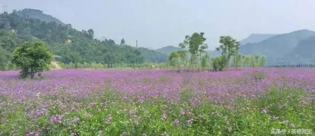 刘家旺普罗旺斯薰衣草花海,法国普罗旺斯薰衣草花海唯美视频