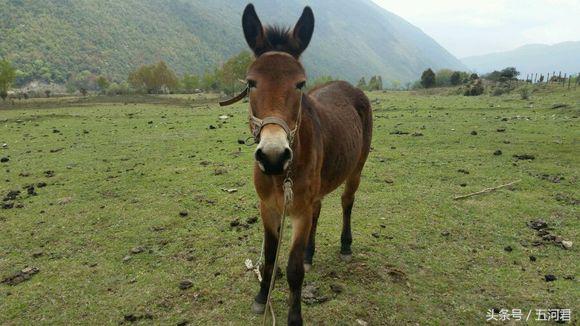 骑着雅马哈踏板摩托车周游世界,骑雅马哈天剑125回家