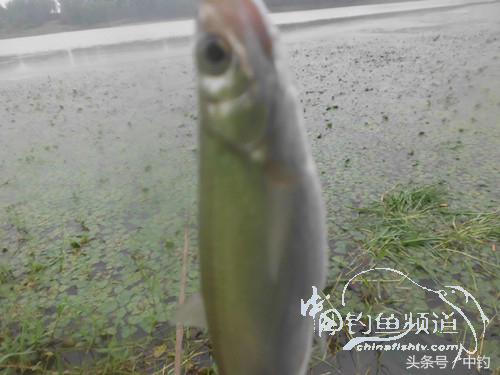 闷热缺氧鱼上浮不开口怎么钓,闷热鱼难钓为什么午时鱼难钓