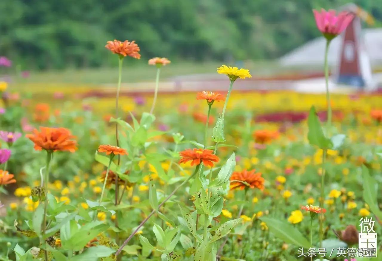 刘家旺普罗旺斯薰衣草花海,法国普罗旺斯薰衣草花海唯美视频