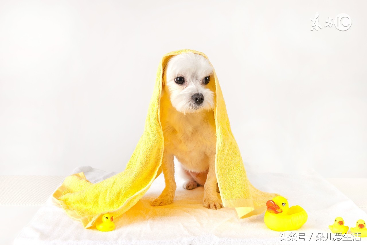 家里不同意养狗但想养狗怎么办,怎么能让家里人养狗