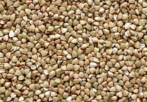 妞嶇墿鐣屼簰鐩搁櫔浼寸殑妞嶇墿,妞嶇墿鐣岀殑濂芥湅鍙嬫湁鍝簺