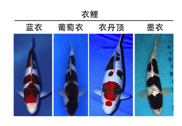 锦鲤是属于淡水鱼还是海鱼,锦鲤是中国还是日本的
