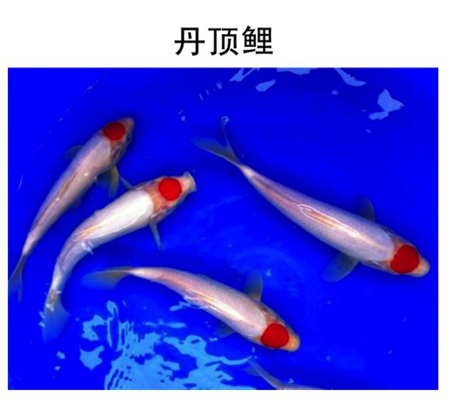 锦鲤是属于淡水鱼还是海鱼,锦鲤是中国还是日本的