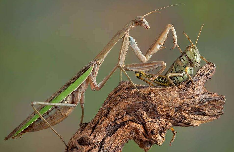 虫子的寿命,农村最常见的十大虫子都叫啥名