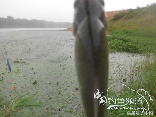 闷热缺氧鱼上浮不开口怎么钓,闷热鱼难钓为什么午时鱼难钓